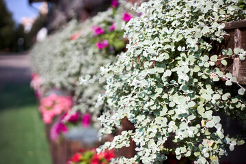 Helichrysum petiolare licorice plant or liquorice plant, flowering plant family Asteraceae. Subshrub native to Cape Provinces of South Africa where known as imphepho Selective focus in pot in street
