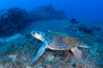 Obraz premium Loggerhead turtle, Caretta caretta, Fethiye Bay Turkiye