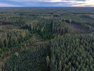 landscape with trees