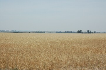Wheat crops in northern Argentina