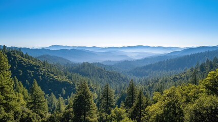 Obraz premium A view of a forested mountain range, with layers of trees stretching to the horizon under a clear, blue sky.
