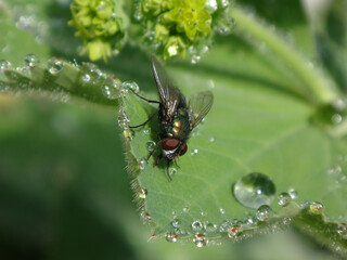 The common green bottle fly (Lucilia sericata), male resting on a dew covered lady's mantle leaf