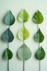 Fototapeta premium A collection of various leaves displayed in a vertical arrangement, showcasing a gradient of colors from blue-green to vibrant green, against a soft background