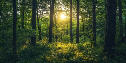 A serene forest scene with sunlight filtering through lush trees, creating a tranquil atmosphere perfect for relaxation and nature exploration.