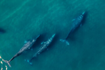 grey whales migration aerial view grey whale in Mexico Baja California magdalena bay aerial drone view panorama