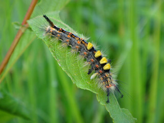 The rusty tussock moth (Orgyia antiqua), also known as vapourer, caterpillar sitting on a half eaten willow leaf