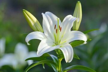 Fototapeta premium Elegant White Lily in Bloom A Close-Up View of Delicate Flower, Buds, and Lush Green Leaves