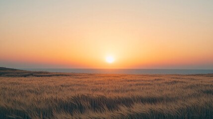 Fototapeta premium Golden wheat field with a bright orange and pink sunset in the background.