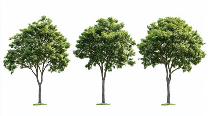 An isolated green tree stands prominently against a clean white background, showcasing its vibrant foliage and distinctive shape.