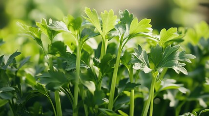 Fototapeta premium Fresh green parsley plants growing vigorously in a sunny garden, showcasing healthy leaves and strong stems during springtime