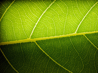Fototapeta premium Close up of fresh young spring green leaf highlighted reveal green leaf texture