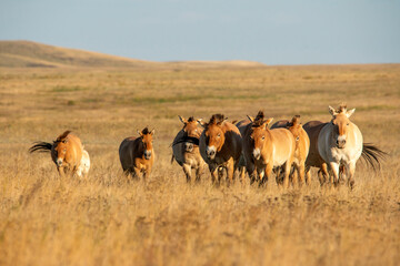 Przewalski's horses (Mongolian wild horses). A rare and endangered specie originally native to the...