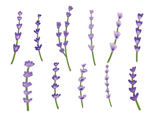 Collection of Lavender Flower Florals and Leaves Vector Elements