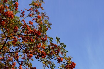 red autumn leaves against blue sky