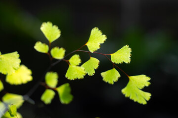 Beautiful Ferns Leaves plants pattern for nature background.