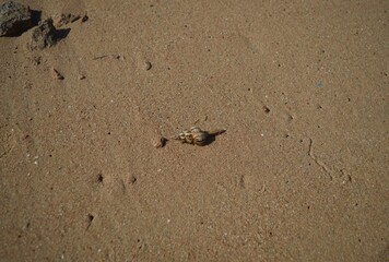 Sea snail lying on the sand on the beach