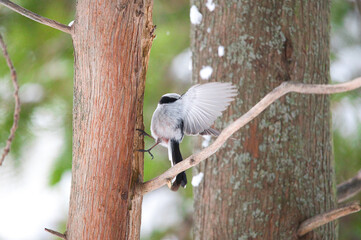 bird on a branch