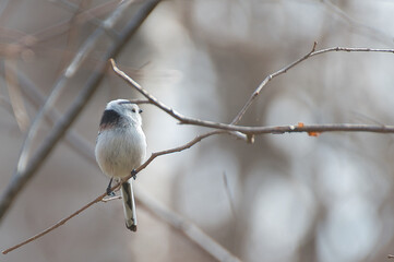 Long-tailedTit