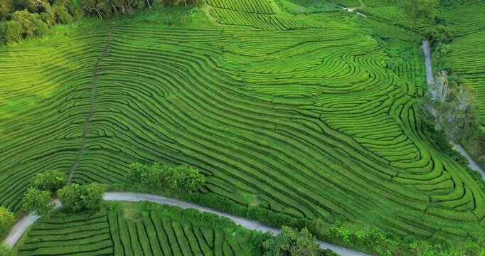 Tea plantations terrace in Azores, aerial view.  Sao Miguel island in Azores drone footage of tea plantation. Portugal. Travel concept