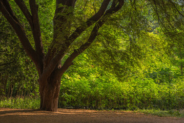 Obraz premium Peaceful landscape, Big tree on green background, Maharashtra, India. Background, cover, copy space, wallpaper