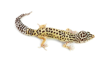 One beautiful gecko isolated on white. Exotic pet