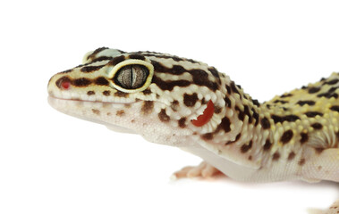 One beautiful gecko isolated on white. Exotic pet
