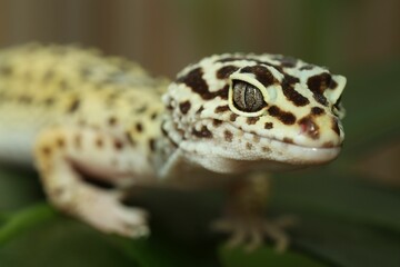 One beautiful gecko on green leaf, macro view