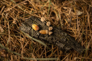 dry bark of a tree on which acorns lie in the autumn composition