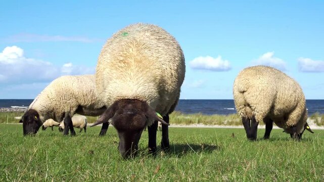 Ostsee Strand im Herbst mit Schafe bei starkem Wind und rauer See