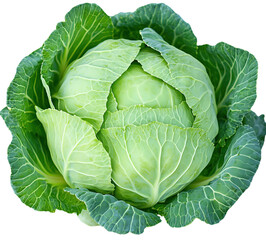 Fototapeta premium Fresh green cabbage showcasing vibrant leaves isolated on white background