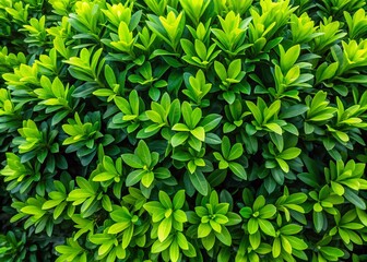 Obraz premium Lush green bushes adorned with vibrant leaves, perfect for enhancing natural landscapes and enriching garden design