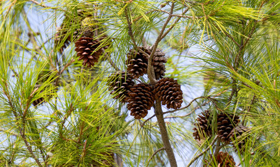 pine cones © ksena32