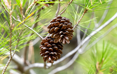 pine cones