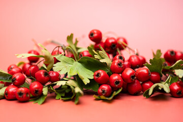 branch with hawthorn berries