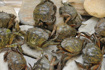 Crabes verts  de Méditerranée