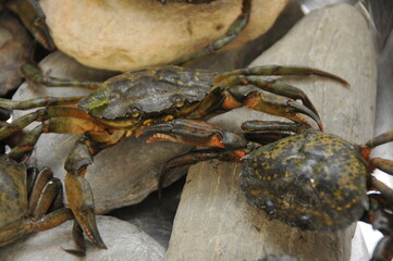 Crabes verts  de Méditerranée