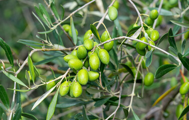 trees with green olives