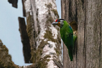 Golden-throated Barbet, Psilopogon franklinii, Pangolakha Wildlife Sanctuary, Sikkim, India