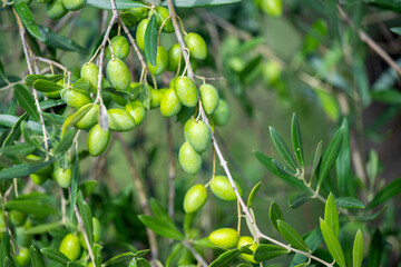 trees with green olives