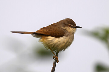 Grey-breasted Prinia, Prinia hodgsonii, Madhya Pradesh, India,
