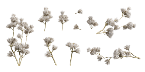 Set of dried flower isolated on white backgroun