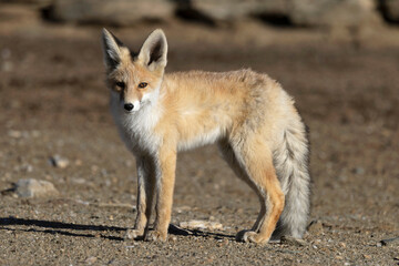 Red Fox, Vulpes vulpes, Ladakh, India