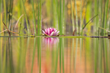 lotus flower, water, lake, reflection, nature, river, pond, abstract, trees, tree, forest, blue,...
