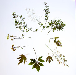 Dried herbarium plant leaves.