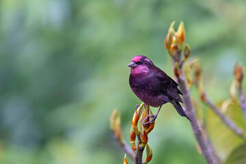 Dark-breasted Rosefinch, Procarduelis nipalensis, male, Pangolakha Wildlife Sanctuary, Sikkim, India