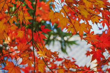 Maple tree  on the roof of a tiled house