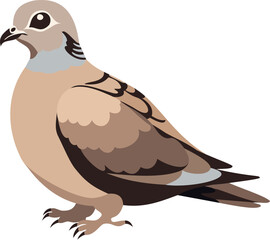 Turtle dove. Vector illustration isolated on white background