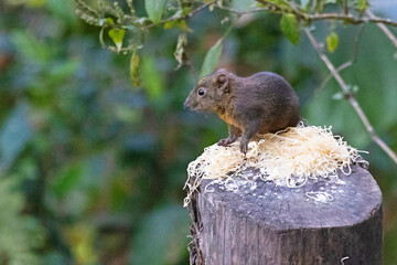 Hoary-bellied Himalayan Squirrel, Callosciurus pygerythrus, Sikkim, India
