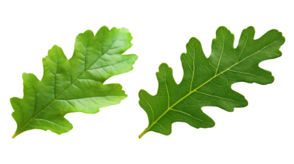 Two green oak leaves with distinct lobed edges image isolated transparent. Oakleaf foliage cut out photo png. Nature, woodland, environmental theme cutouts elements objects photography