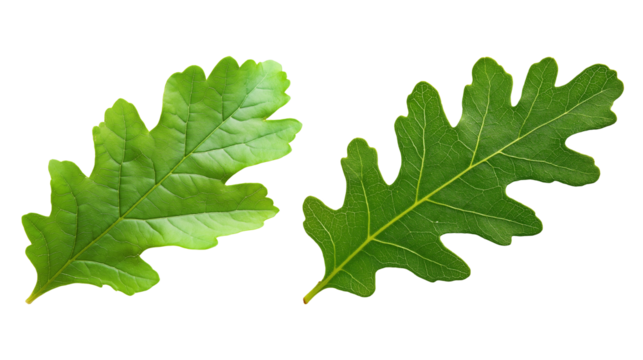Two green oak leaves with distinct lobed edges image isolated transparent. Oakleaf foliage cut out photo png. Nature, woodland, environmental theme cutouts elements objects photography